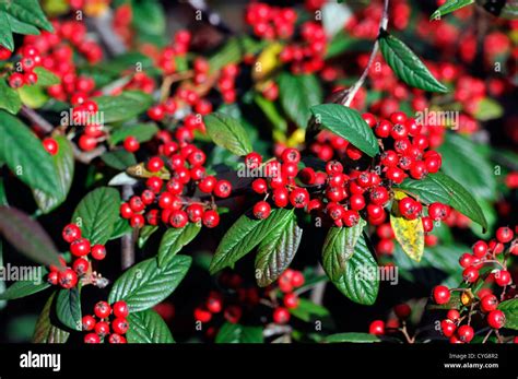 cotoneaster franchetii red berry berries autumn closeup selective focus shrubs plant portraits ...