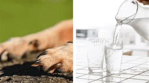 9 Natural Home remedies for rough dog paws You Ought to Know