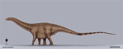 Apatosaurus Size by SameerPrehistorica on DeviantArt