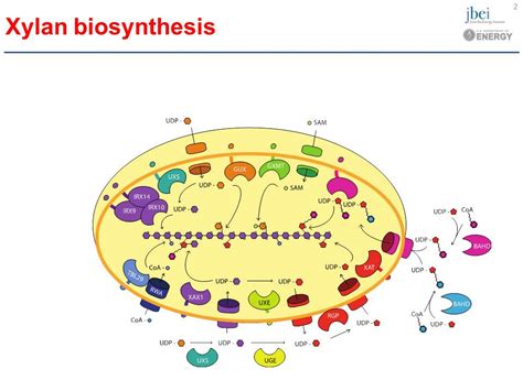 Henrik Vibe Scheller | Department of Plant & Microbial Biology | UC Berkeley