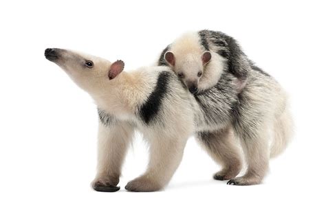 Southern Tamandua | CRITTERFACTS