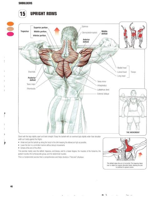 Strength Training Anatomy 2nd Edition