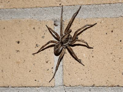 House Spiders And Other Types Of Spiders In Colorado