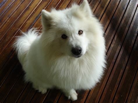 File:My dog.jpg - Wikimedia Commons