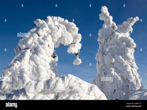 Winter in Bavarian National Park, Germany Stock Photo - Alamy