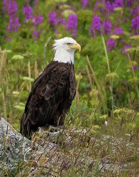 Bald Eagle Alaska Photograph by William Christiansen - Fine Art America