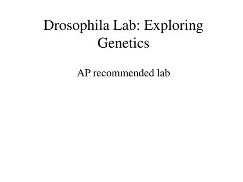 PPT - Drosophila Lab: Exploring Genetics PowerPoint Presentation, free ...