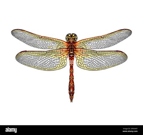 Dragonfly from a splash of watercolor, colored drawing, realistic. Vector illustration of paints ...