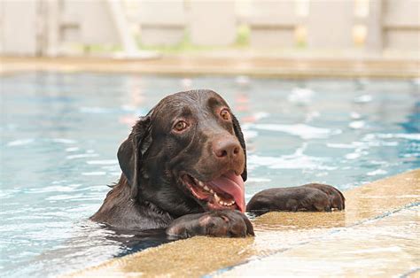 Chocolate Lab Puppies Swimming