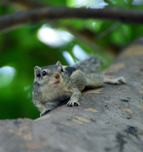 Squirrel Moments: Squirrel Photography by Nikkon D 5300| 70-300 VR Lens | Photoshoot Squirrel ...