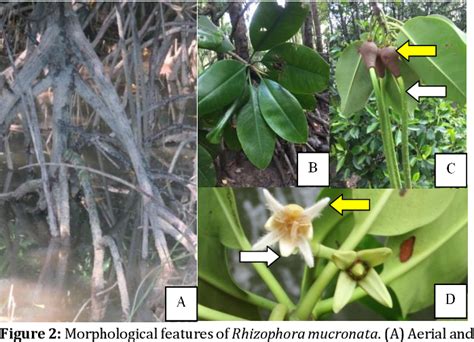 Table 2 from MORPHOLOGICAL STRUCTURES OF RHIZOPHORA APICULATA BLUME. and RHIZOPHORA MUCRONATA ...