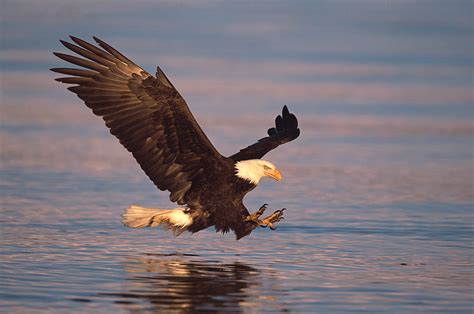 Freezing the Wings in Flight Photography - Steve Gettle Nature Photography