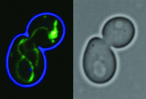 Evolution of mitochondria