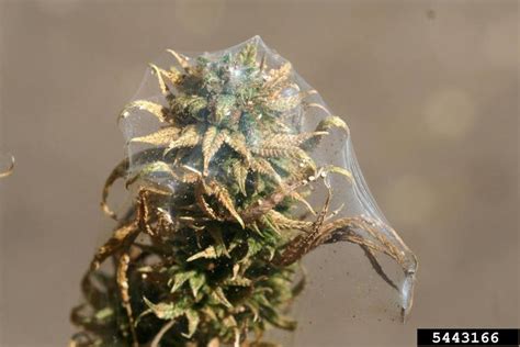 twospotted spider mite (Tetranychus urticae ) on hemp/marijuana ...