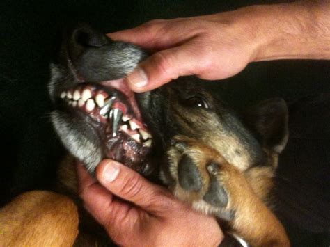 Military Dogs Titanium Teeth - Viewing Gallery