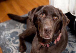 Chocolate Lab Names: A List Of 500+ Best & Most Popular Names | All ...