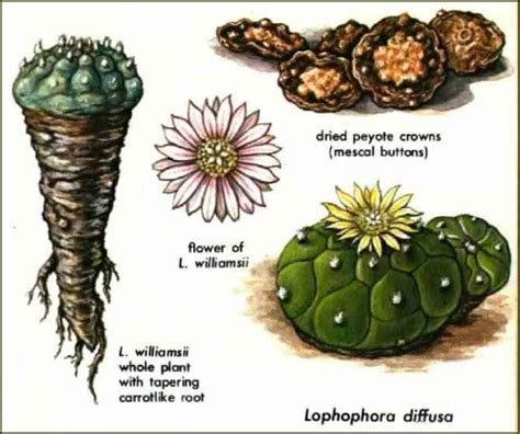 Mimosa Hostilis Tree - Hallucinogenic Plants - Drug Times