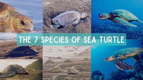 7 Types Of Sea Turtles In The World - Infoupdate.org