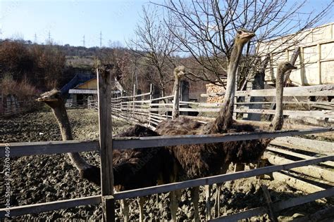 Ostrich farm. Ostrich Stock Photo | Adobe Stock