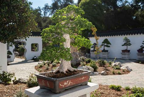 The Art of Penjing | The Huntington