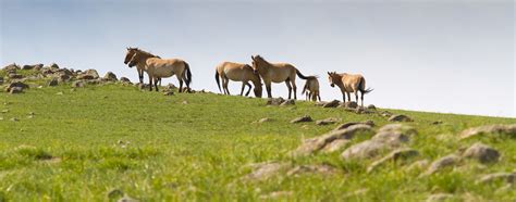 Central Mongolia Highlights Tour 6 days - Discover Mongolia Travel