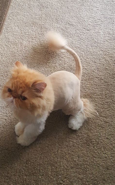 Pin on Persian Cats