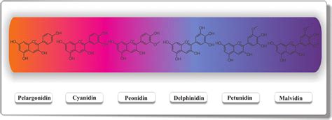 Fluorescence of Anthocyanins in Blueberries - Avantes