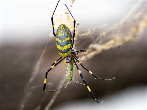 Is the Joro Spider Venomous? Numbers of Large Invasive Species Explode in Georgia - Newsweek