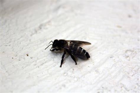 Black Bee 2 Free Stock Photo - Public Domain Pictures