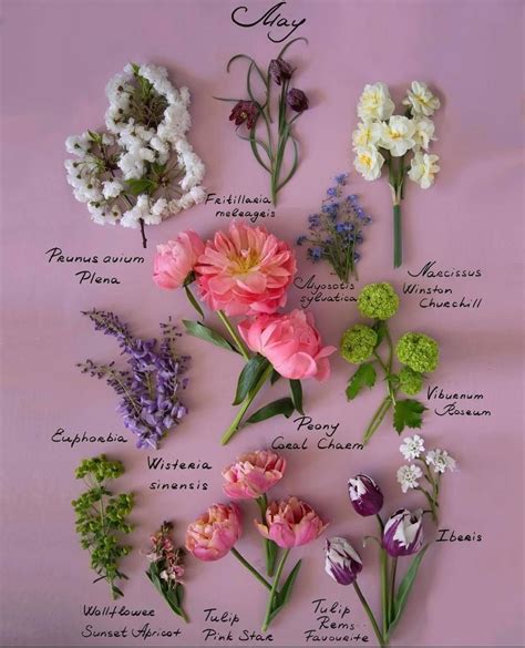 Month Flowers, May Flowers, Beautiful Flowers, Botanical Flowers, Botanical Prints, London ...