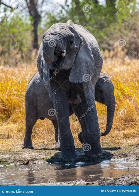 Elephants at water hole stock image. Image of mammal - 37228941