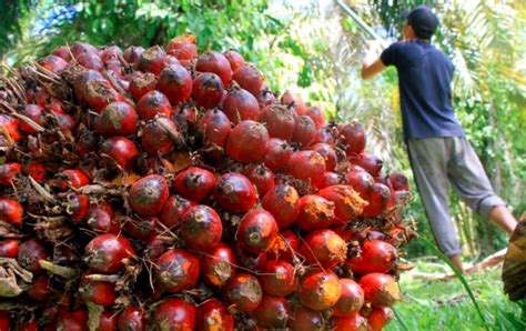 Perkebunan Kelapa Sawit Banyak Terdapat Di Wilayah Mana Saja? Sumatera ...