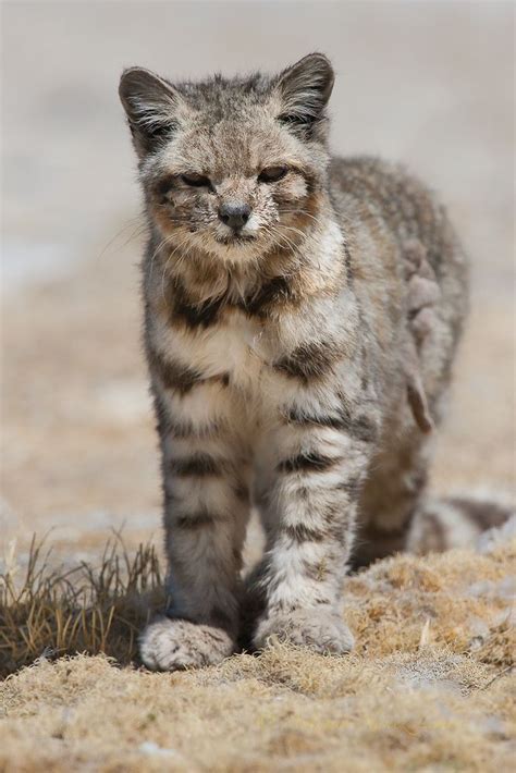 Andean mountain cat (Leopardus jacobita). | Small wild cats, Cute animals, Beautiful cats