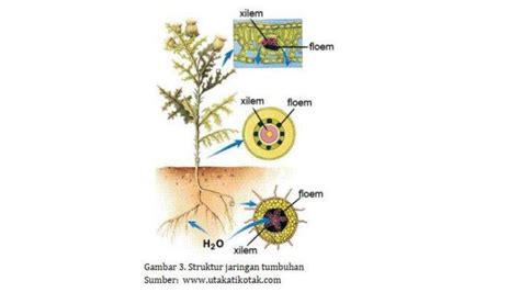 Sel Jaringan Dewasa pada Tumbuhan: Epidermis, Parenkim, Vaskuler ...