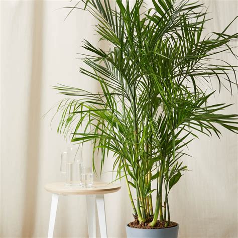 Bamboo Palm Tree Seeds – SEEDTOPIA