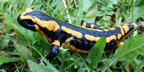 The Fire Salamander | Critter Science