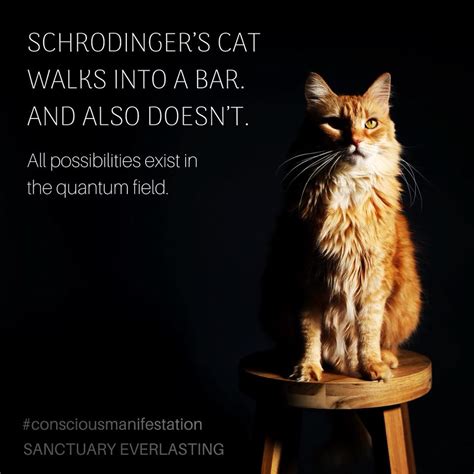 Get a simple explanation of Schrodinger's cat, and how you can apply this theory in your life to ...