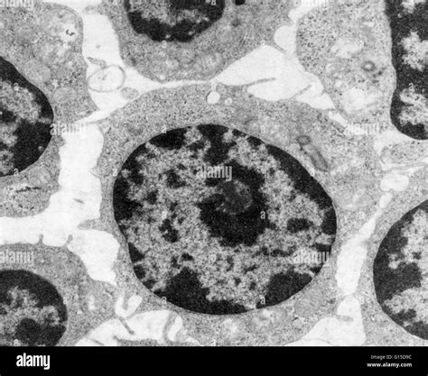 Transmission Electron Microscopy Cell