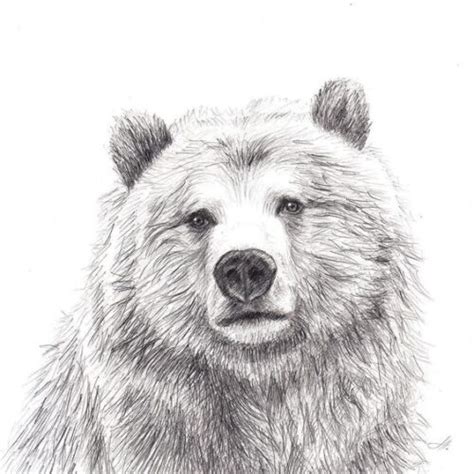 Grizzly Bear Drawing Class for 9+ years | ArtBase