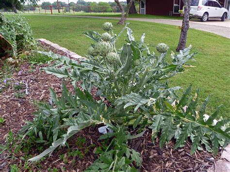 Artichoke Plant Picture submited images.