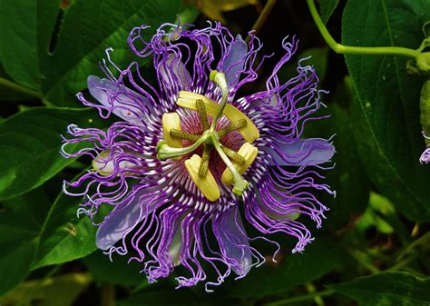 GuruShots | The World's Greatest Photography Game | Passion flower, Passiflora, Flowers photography