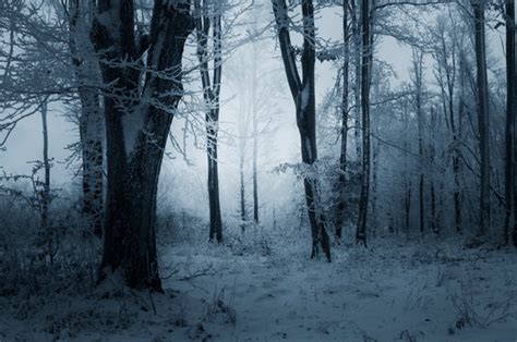 Dark Snowy Forest Background