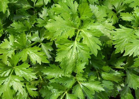 How To Plant And Care For Celery - Best Landscape Ideas