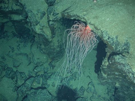 Gallery: Unique Life at Antarctic Deep-Sea Vents: Page 2 | Live Science