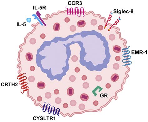 Novel targeted therapies for eosinophilic disorders - Journal of Allergy and Clinical Immunology