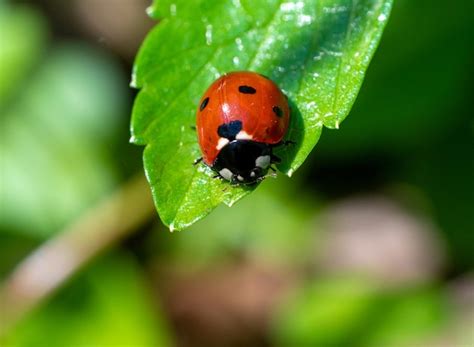 Premium Photo | A ladybug on a green leaf