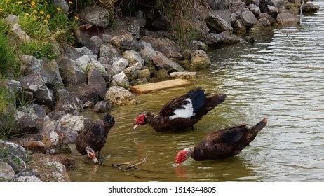 Three Muscovy Ducks Feeding Along Shoreline Stock Photo 1514344805 | Shutterstock