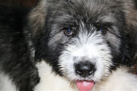 Mioritic Sheepdog | GreatDogSite