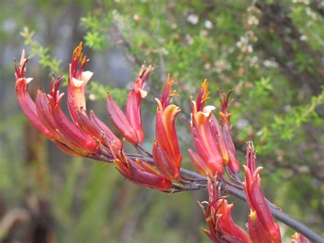 harakeke flower, nelson, nz | Flax flowers, Native plants, Plants