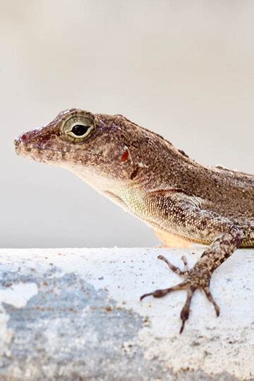 Hot time in the city: Urban lizards evolve heat tolerance - The Source - Washington University ...